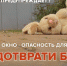 В Свердловской области продолжаются случаи, когда дети падают из окон - Тагильский рабочий