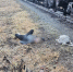​​​​​​​Школьница, которую сбил грузовой поезд в Новой Ляле, умерла в больнице - Между Строк