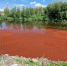 Озеро в Екатеринбурге окрасилось в бордовый цвет - TagilCity.Ru