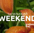 Тагильский weekend топ-6: диджейские сеты среди советских скульптур, вековой юбилей музея, фестиваль авторской песни, праздник на районе, игры с аниматором и киноклассика - Между Строк