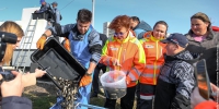 В Тагильский пруд выпустили 16 тысяч мальков сазана - Между Строк