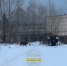 В Нижнем Тагиле родителям с детьми пришлось спасаться от огромной собаки за забором детского сада  - Между Строк