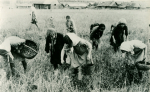 3 Пионеры собирают колоски на поле колхоза Победа НВ 198313_1.jpg