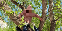 В Нижнем Тагиле храбрая 9-летняя девочка полезла на дерево за котёнком, но ей самой потребовалась помощь спасателей   - Между Строк