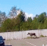 В Нижнем Тагиле молодой лось забрёл на парковку Коксохима (ВИДЕО) - Между Строк